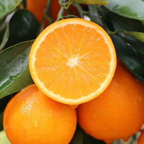 秭歸臍橙 從枝頭鮮到舌尖的甜蜜饋贈(zèng)