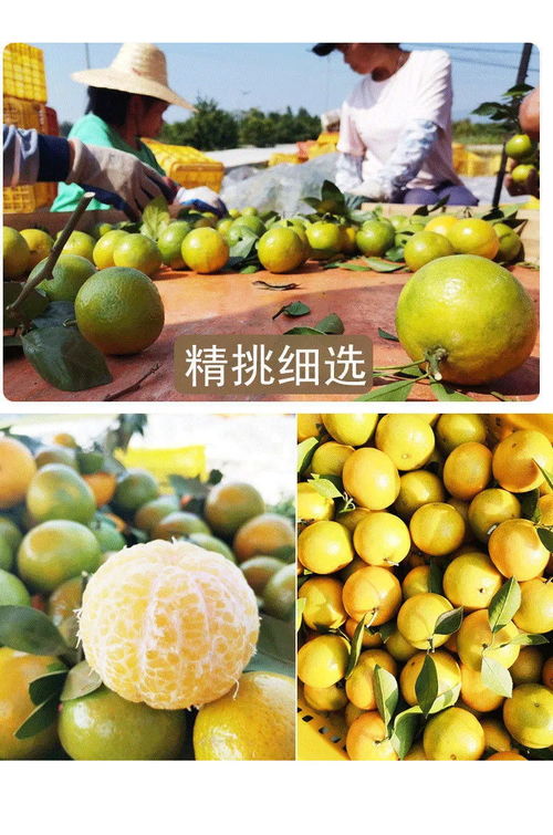 廣西皇帝柑 薄皮多汁的“貢柑”傳奇，孕婦與家庭皆宜的當季鮮果